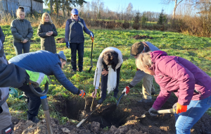 Valriekstu stādīšana